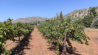 Vignoble D'Agia Triada près de La Canée en Crête 
